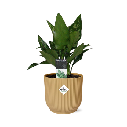 Aglaonema Maria in ELHO Vibes Fold 14cm gelb – Luftreinigende Zimmerpflanze