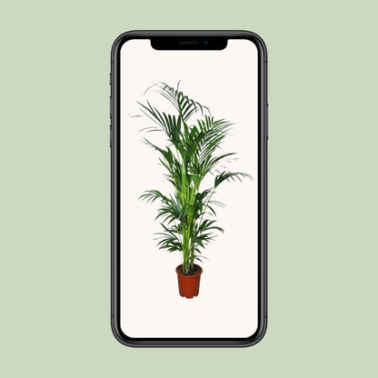 Kentia Palme – 200 cm hohe pflegeleichte Zimmerpflanze