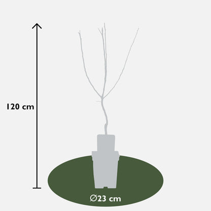 Mespilus germanica 'Westerfield' – Pflegeleichter Medaillenbaum Ø23cm