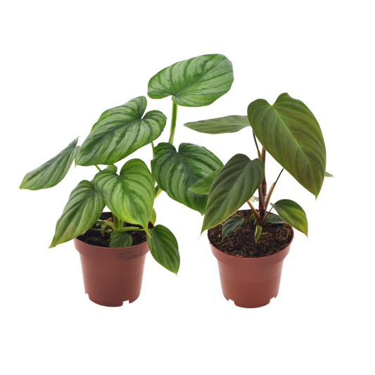 Philodendron Duo – Tropisches Baumfreund-Set Ø12cm
