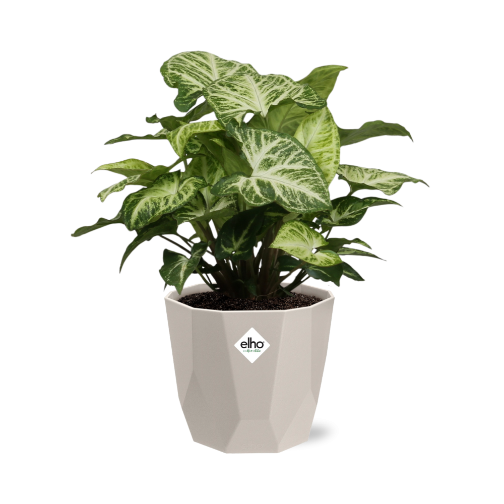 Syngonium Arrow in ELHO b.for rock 14 cm warm grey