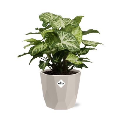 Syngonium Arrow in ELHO b.for rock 14 cm warm grey