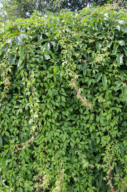 Parthenocissus quinquefolia 'Engelmannii' – Selbstkletternder Wild Wingerd Ø15cm