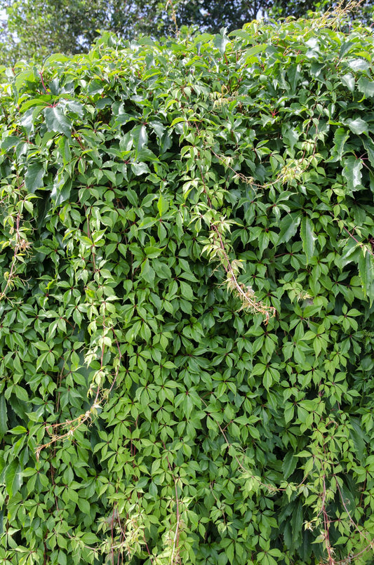 Parthenocissus quinquefolia 'Engelmannii' – Selbstkletternder Wild Wingerd Ø15cm