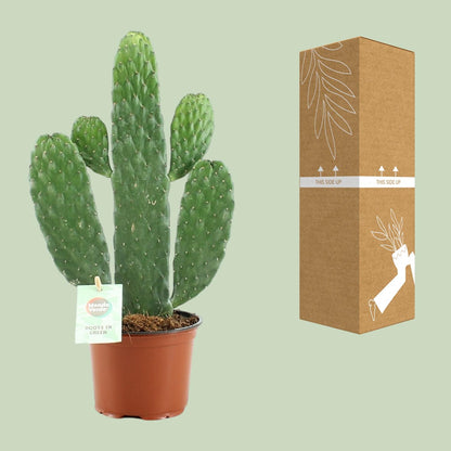 Opuntia Rubescens Consolea – Pflegeleichter Kaktus Ø12cm