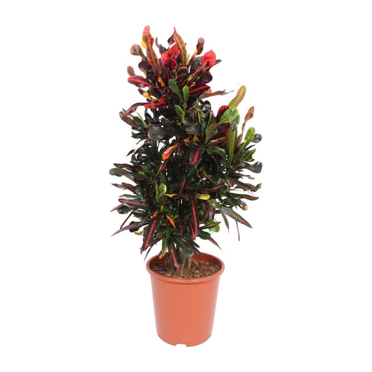 Codiaeum variegatum Mammi – Bunte Croton Zimmerpflanze Ø27cm