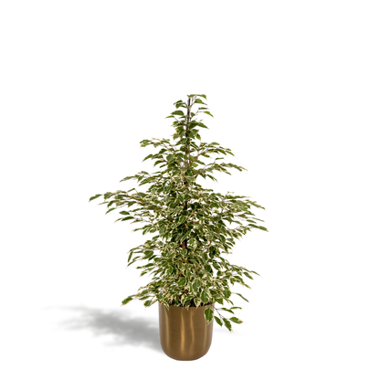 Ficus benjamina Twilight – Elegante & pflegeleichte Zimmerpflanze Ø21cm