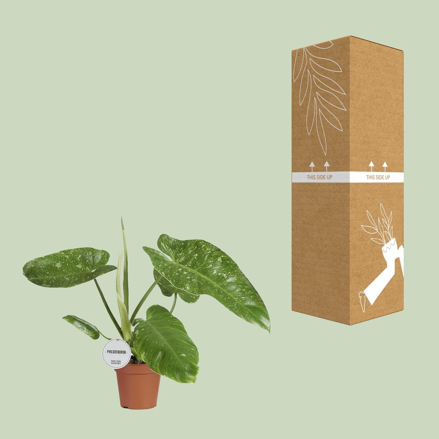 Philodendron Jose Buono – Pflegeleichte Zimmerpflanze Ø15cm
