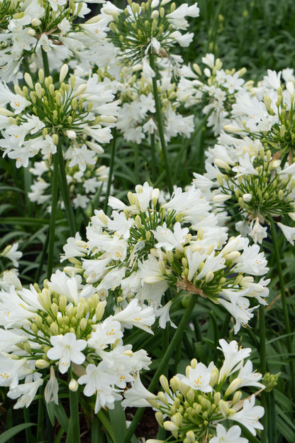 Agapanthus 'Ever White' – Pflegeleichter Blütenstar Ø19 cm