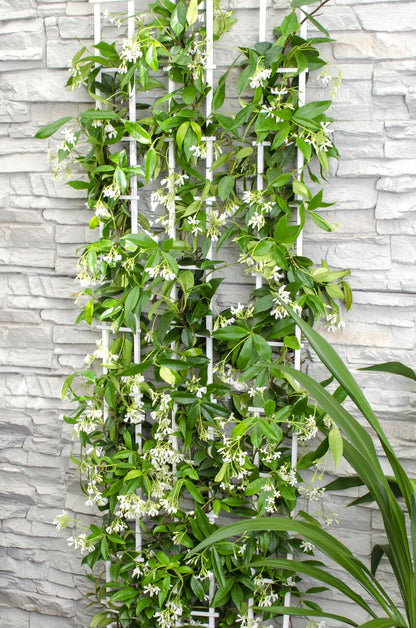 Toskanischer Jasmin 'Star of Venice' – Duftende Kletterpflanze Ø15cm