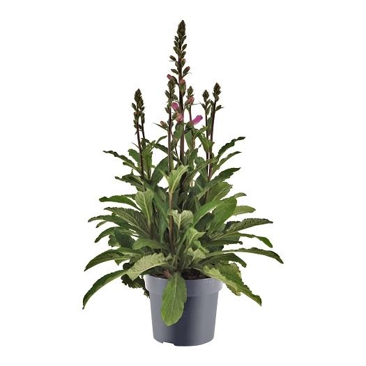 Fingerhut 'Panther' – dekorative Staude Ø17cm, bis 60cm