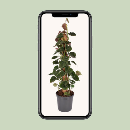 Philodendron Lupinum Mosstok – Pflegeleichte Zimmerpflanze Ø16cm