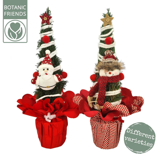 Chamaecyparis Ellwoodii Christmas Friends ® – Pflegeleichter Zierstrauch Ø13cm