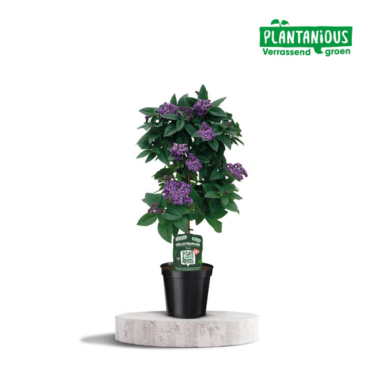 Heliotropium – Pflegeleichte, duftende Zimmerpflanze Ø19cm