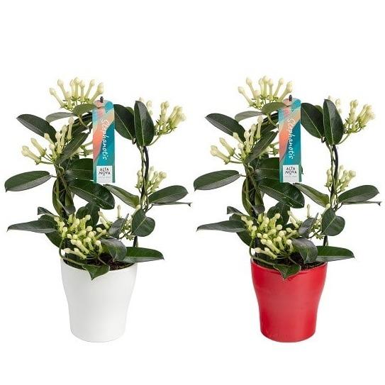 Stephanotis im Keramikbogen – 2er Set, Ø13 cm, ca. 45 cm hoch