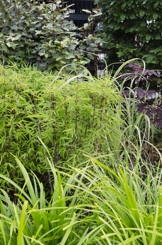 3x Carex morrowii 'Irish Green' – Pflegeleichtes, robustes Ziergras Ø14cm