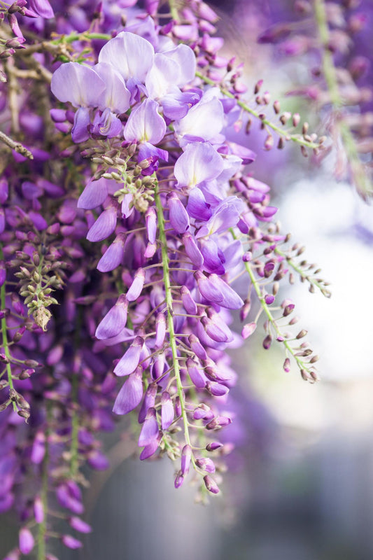 2x Wisteria floribunda 'Naga Noda' – Blauer Regen, Ø15cm, 65cm hoch