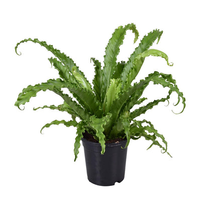 Asplenium Antiquum Osaka – pflegeleichter Vogelnest-Farn Ø17cm