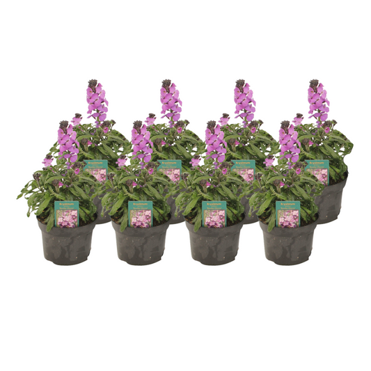 Schnaster Lavendelheide 'Bowles Mauve' – 8er Set, 13 cm