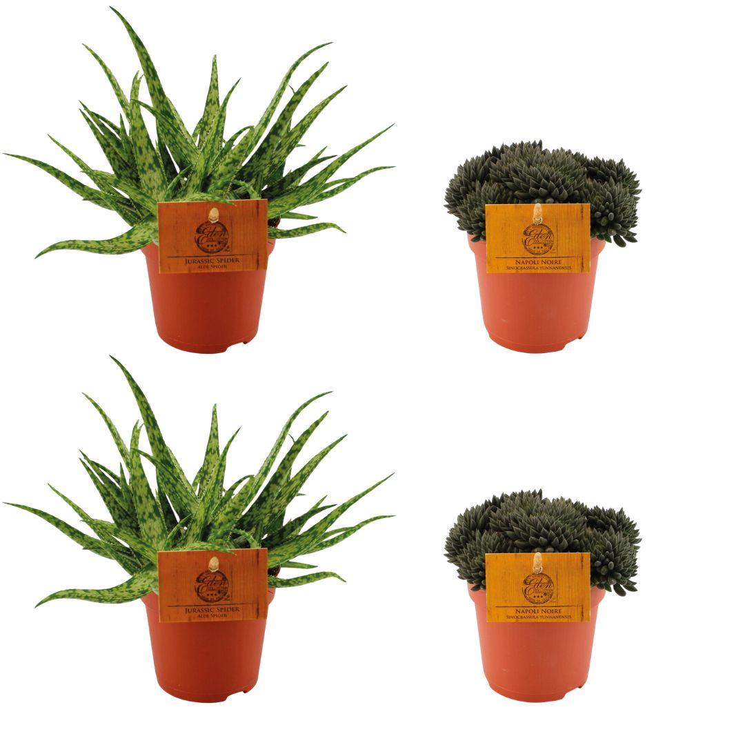 Set aus 2 Aloe Spider & 2 Sinocrassula Yunnansis – pflegeleichte Zimmerpflanzen