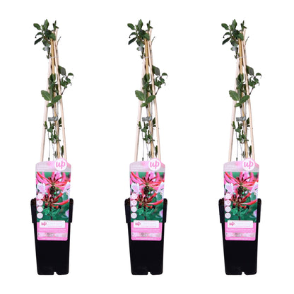 3x Geißblatt (Lonicera periclymenum 'Serotina') Ø15cm, ca. 65cm hoch