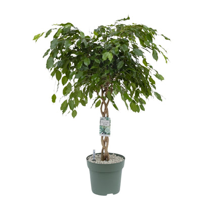 Birkenfeige 'Adora/Exotica' – Pflegeleichte Zimmerpflanze 120 cm