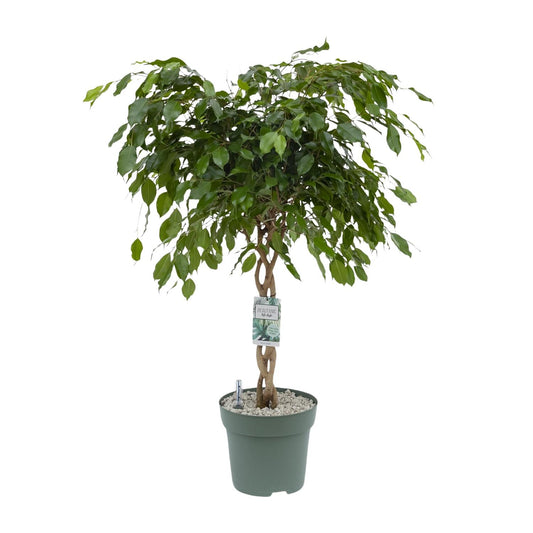 Birkenfeige 'Adora/Exotica' – Pflegeleichte Zimmerpflanze 120 cm