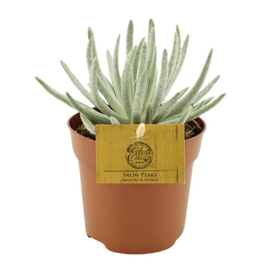 Senecio Scaposus – Bunte, pflegeleichte Zimmerpflanze Ø10,5 cm