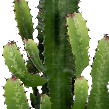 Euphorbia Acrurensis – Robuste Exotische Sukkulente Ø24cm