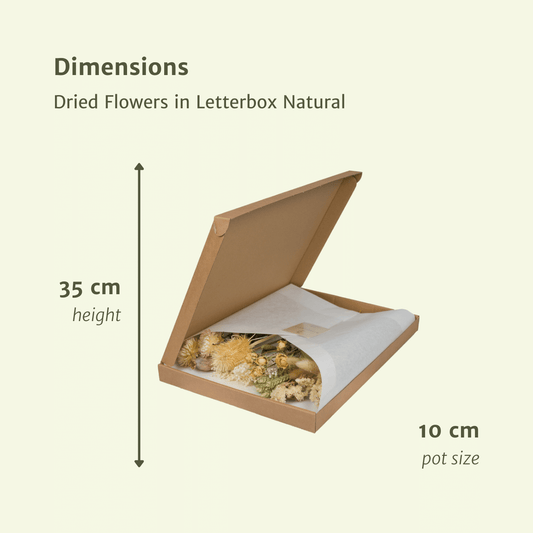 Trockenblumen im Briefkasten – Natural