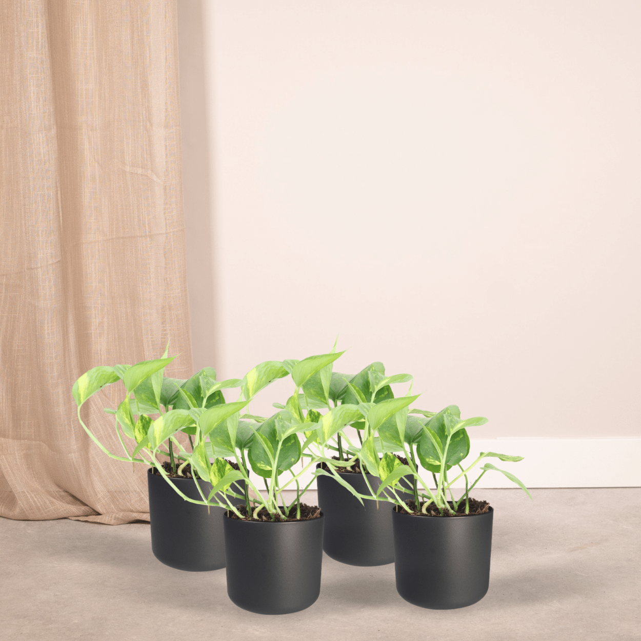 Epipremnum Aureum (Scindapsus) – 4er Set, Ø12cm, ca. 20cm Höhe