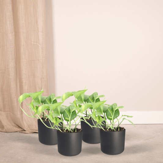Epipremnum Aureum (Scindapsus) – 4er Set, Ø12cm, ca. 20cm Höhe