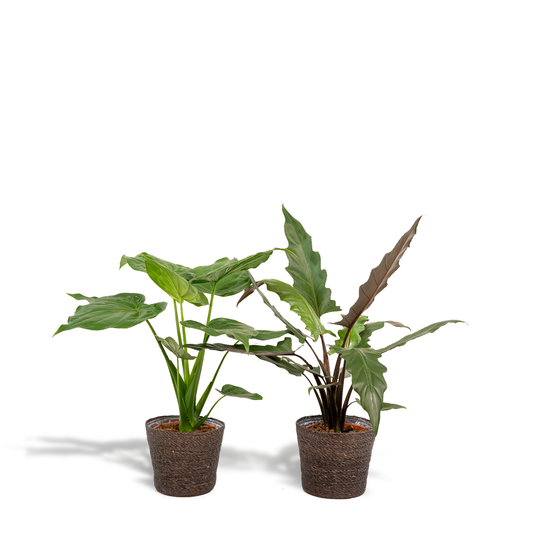 Alocasia Duo im Igmar Korb – Tropisches Zimmerpflanzen-Set