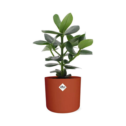 Clusia Princess im ELHO b.for soft rond 14cm Topf brique