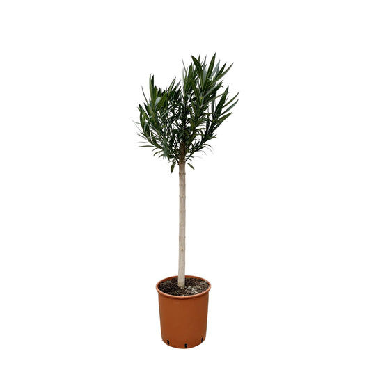 Nerium Oleander Stamm mit roten Blüten – 170 cm – Ø30 cm