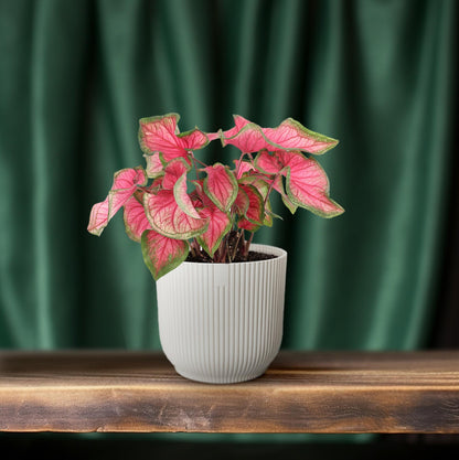 Caladium Sweetheart - Pflegeleichte Engelsflügel Ø12cm