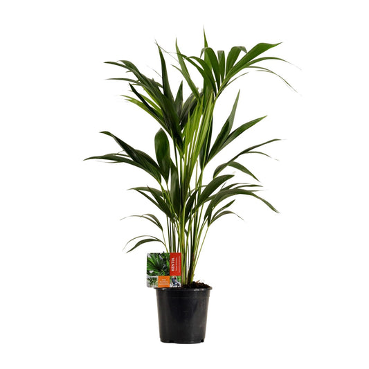 Kentia-Palme (Howea forsteriana) Ø19cm, ca. 100cm