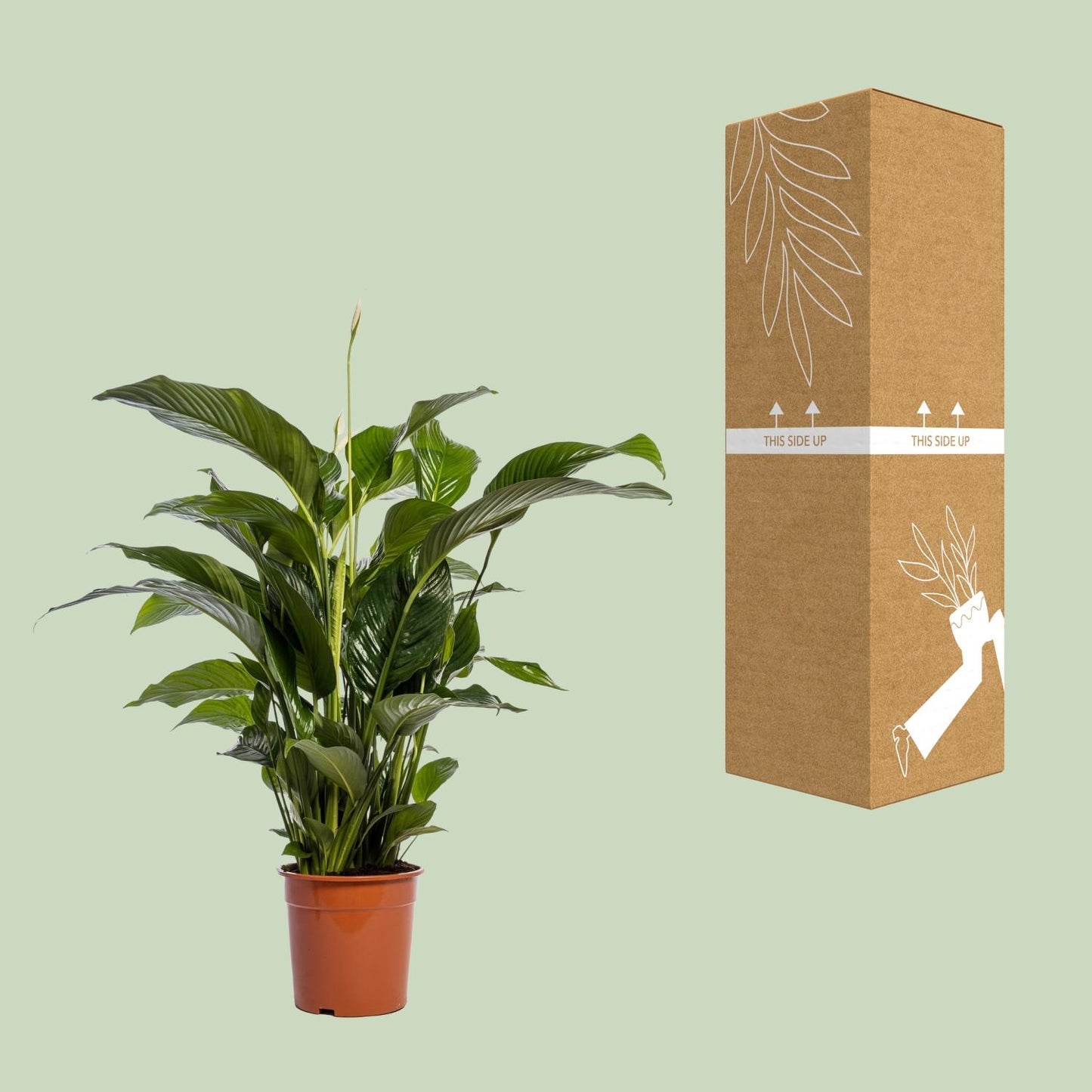 Friedenslilie Bellini – 100 cm pflegeleichte Zimmerpflanze