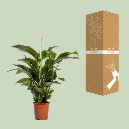Friedenslilie Bellini – 100 cm pflegeleichte Zimmerpflanze