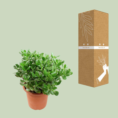 Crassula Ovata (Jade Pflanze) Ø23cm, Höhe ca. 35cm