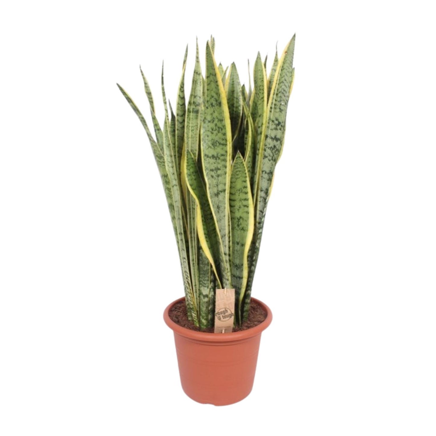 Sansevieria Trifasciata Laurentii Ø30cm – Pflegeleichte Schwiegermutterzunge