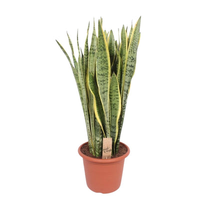 Sansevieria Trifasciata Laurentii Ø30cm – Pflegeleichte Schwiegermutterzunge