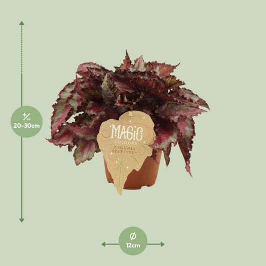 Begonia Rex Spitfire – Farbenfrohe, pflegeleichte Zimmerpflanze Ø12 cm