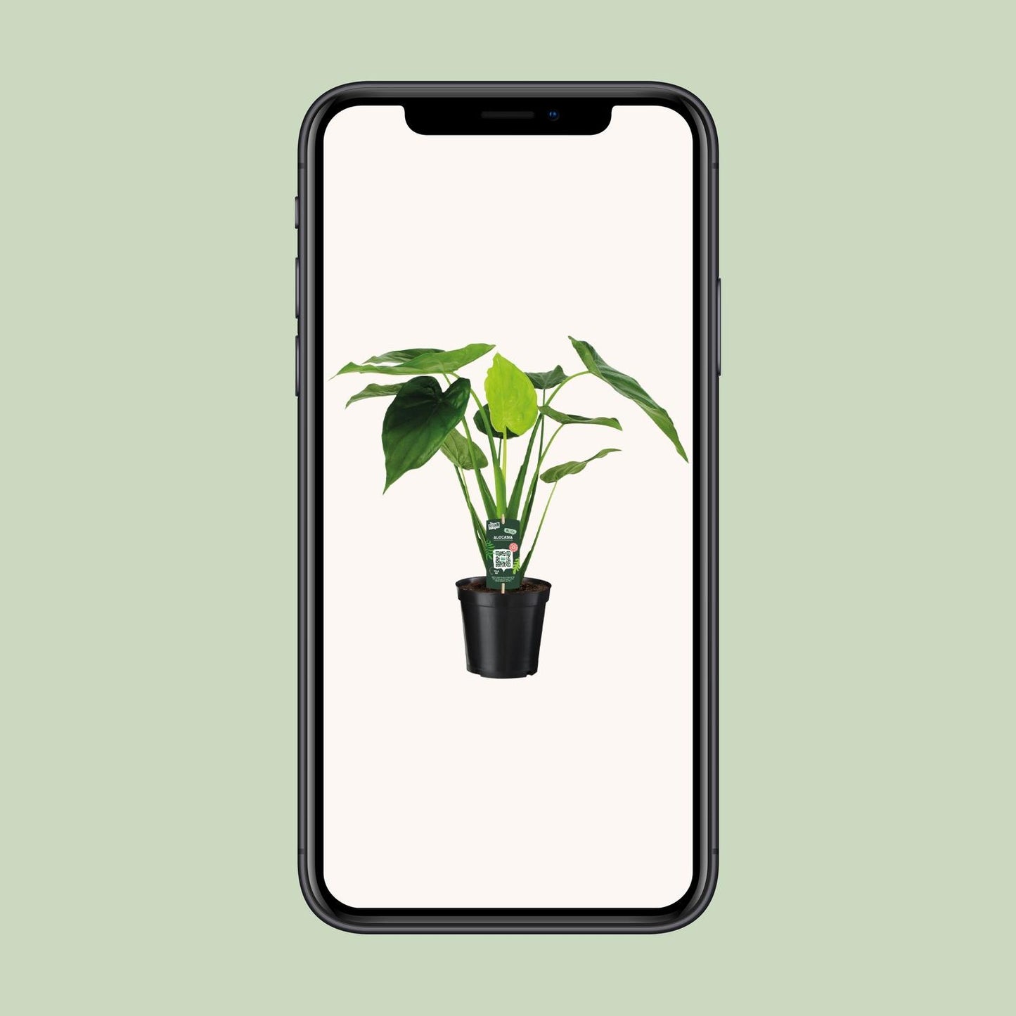Alocasia Cucullata Elefantenohr Ø19cm – Pflegeleicht & Modern