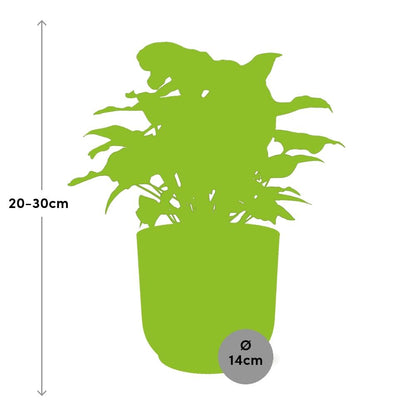 Syngonium Arrow in ELHO Vibes Fold 14cm Gelb – Pflegeleichte Zimmerpflanze