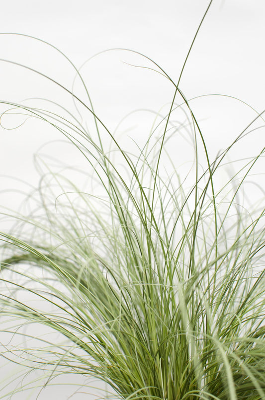 3x Carex comans 'Frosted Curls' Ø14cm – Immergrünes Ziergras Set