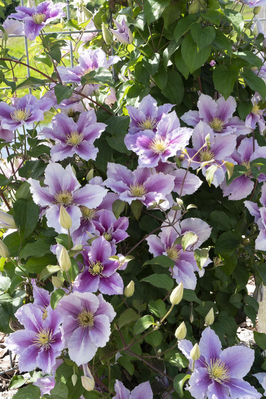3x Clematis Piilu – Pflegeleichte blühende Kletterpflanze Ø15cm