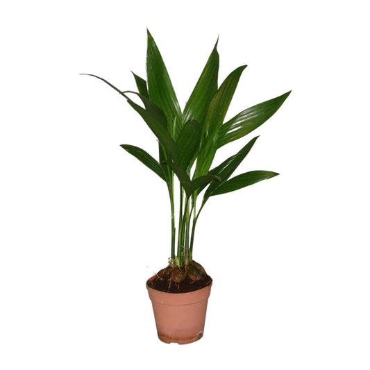 Areca Catechu – Tropische, pflegeleichte Zimmerpflanze Ø12cm