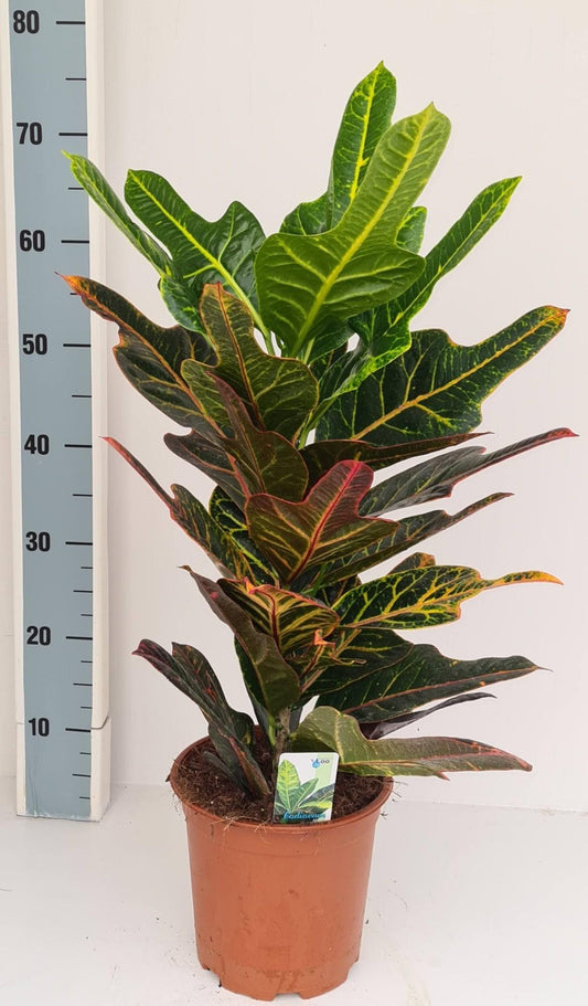 Codiaeum Excellent – Farbenfrohe, pflegeleichte Zimmerpflanze