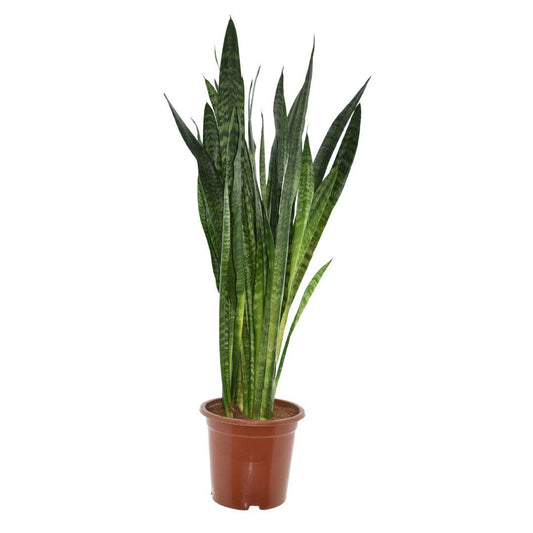 Sansevieria Zeylanica – Pflegeleichte Trendpflanze Ø27cm